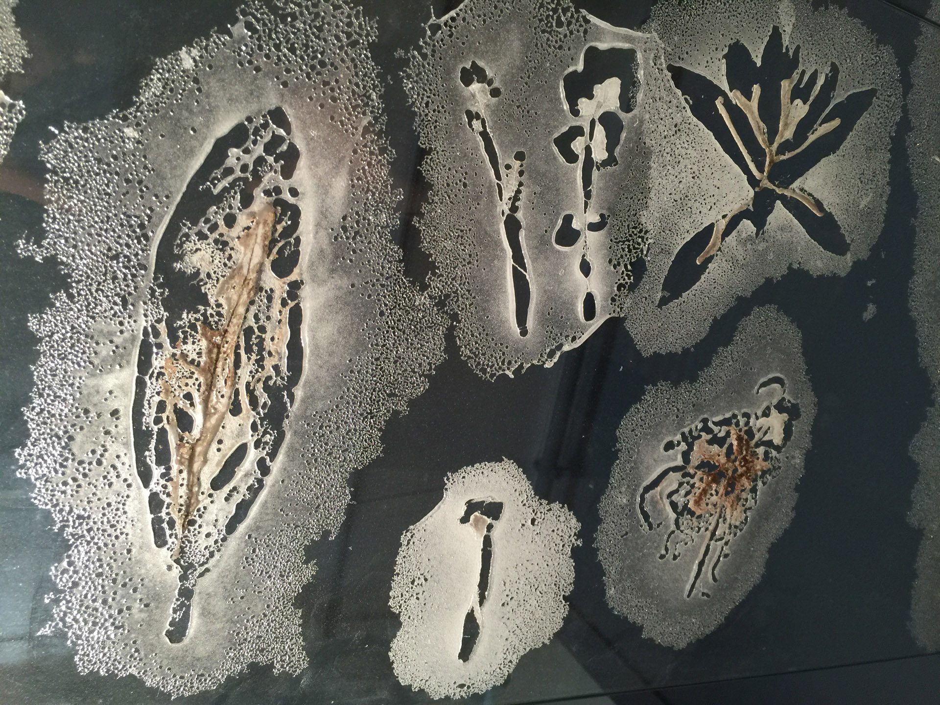 PLUVIOPHILE © Foto Pål Hoff