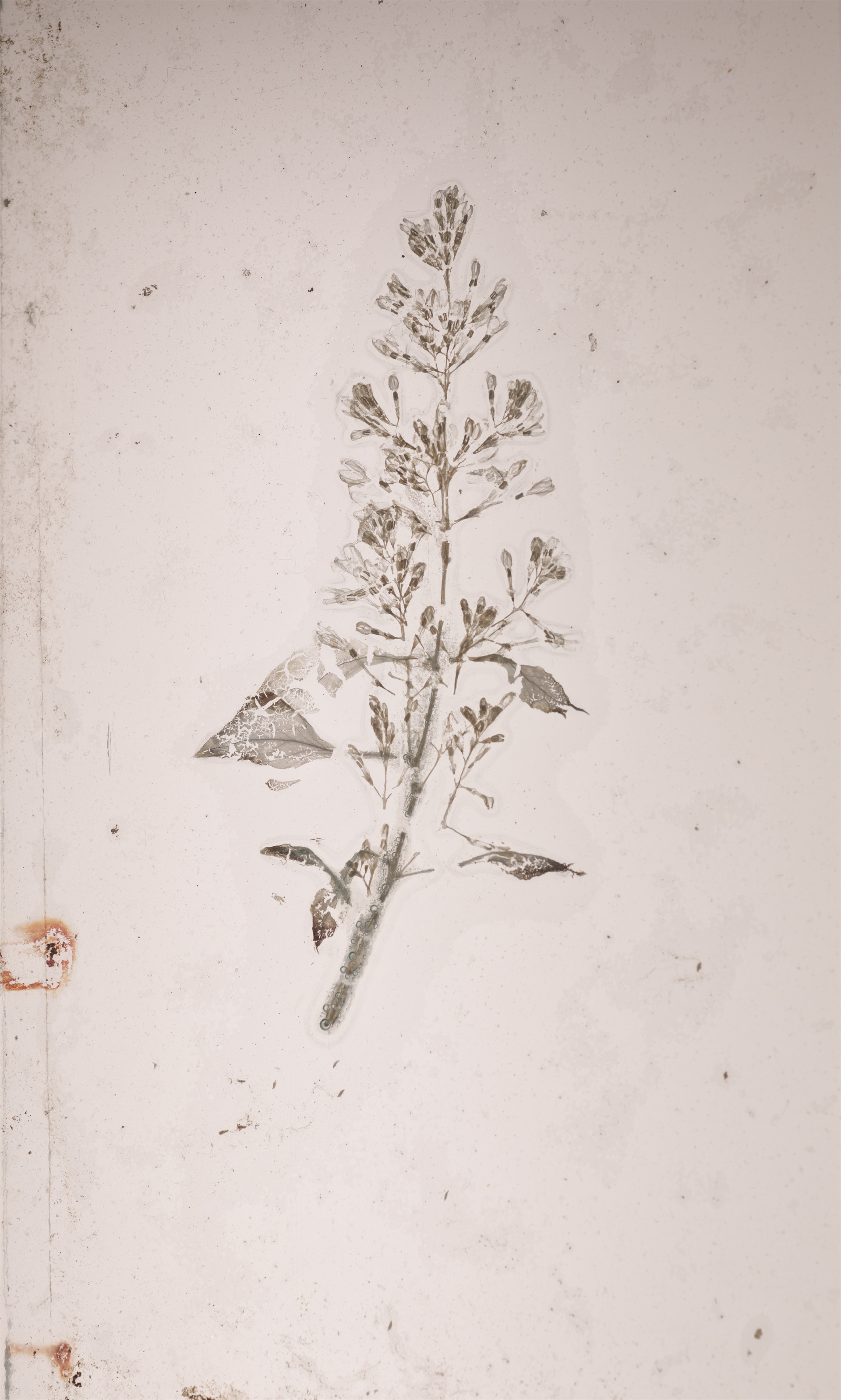 PLUVIOPHILE © Foto Pål Hoff