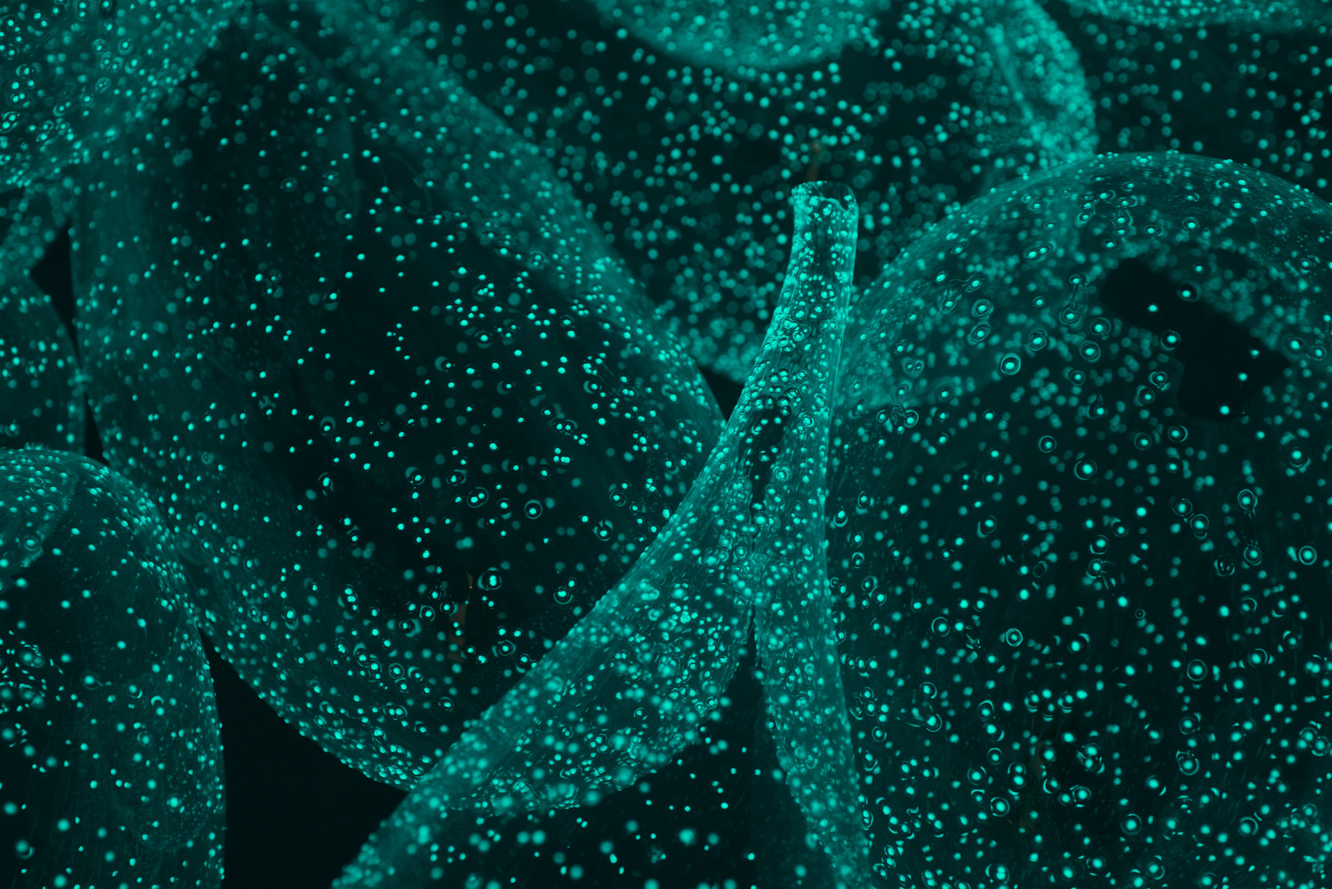 PLUVIOPHILE © Foto Pål Hoff