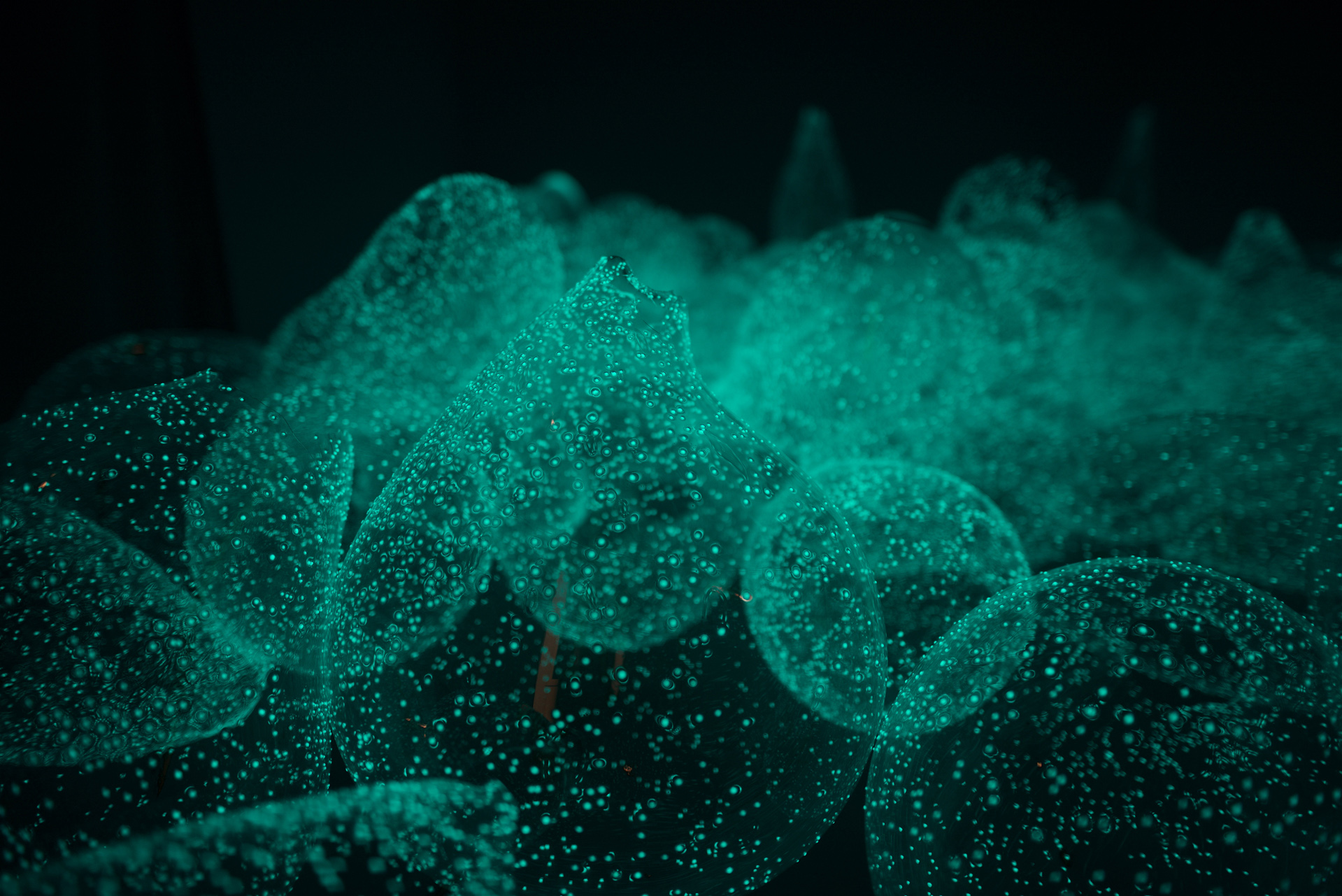 PLUVIOPHILE © Foto Pål Hoff